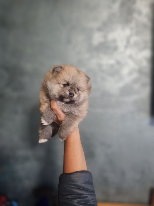 Pomeranian fetita