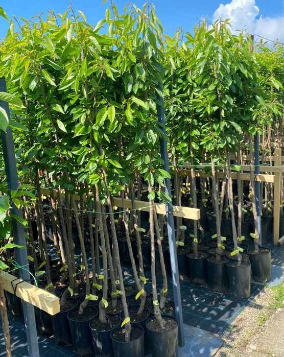 Pomi Fructiferi LA GHIVECI (CIRES )