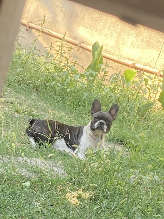 Продам собаку французский бульдог