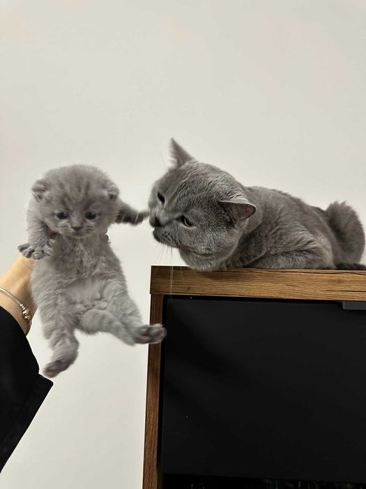 Британска късокосместа