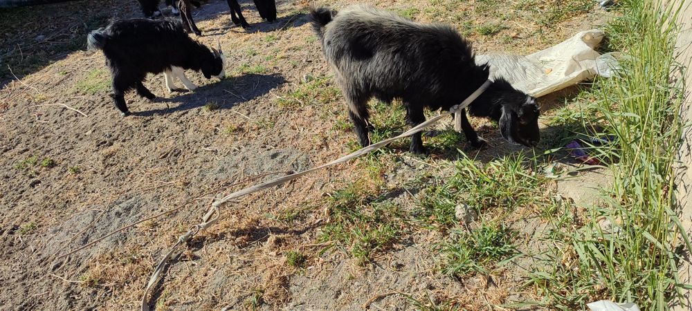 Ona bola echki sotiladi