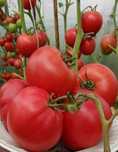Продам домашние помидоры, картошку