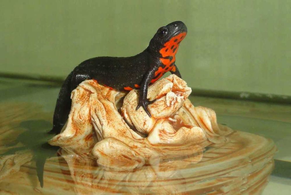 Китайский краснобрюхий тритон в Аква-Зоо Салоне “Посейдон”