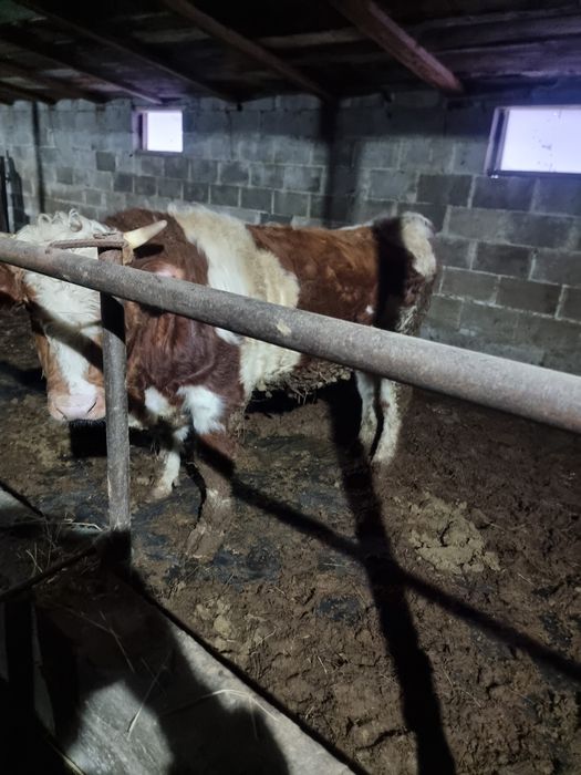 продам бычка и тёлку