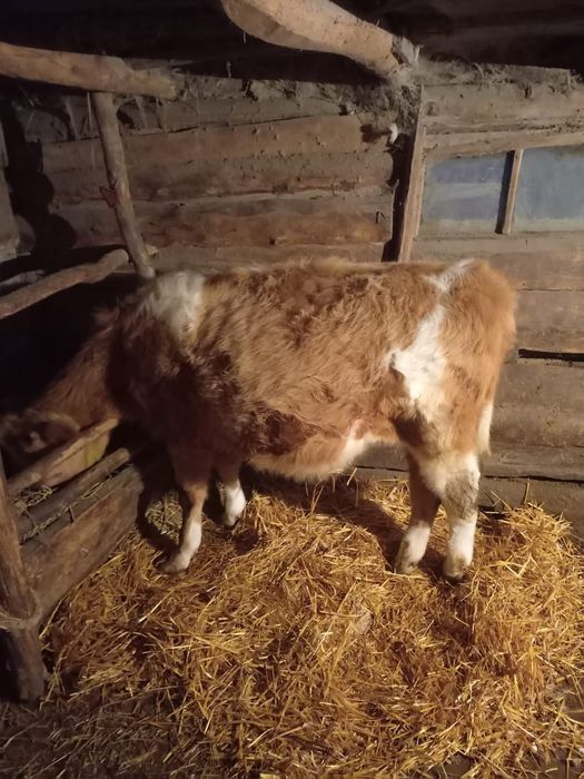 Продам быка годовалый