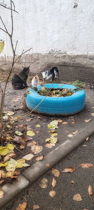 Котята в хорошие руки