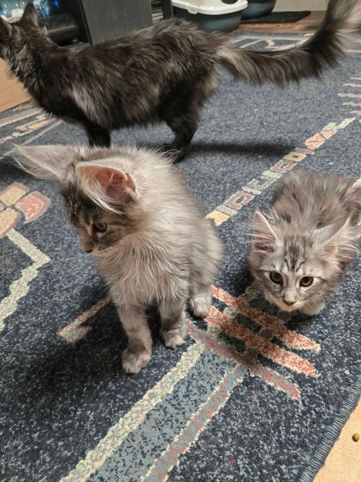 Котенца Мейн Куун