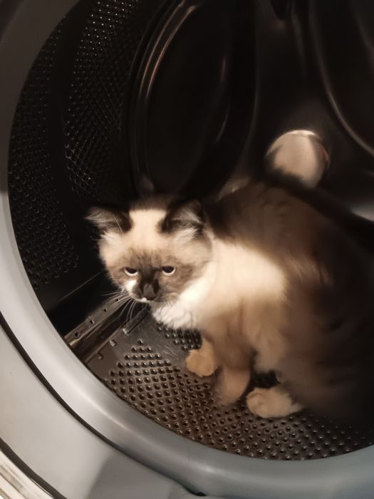 Породисти мъжки котки