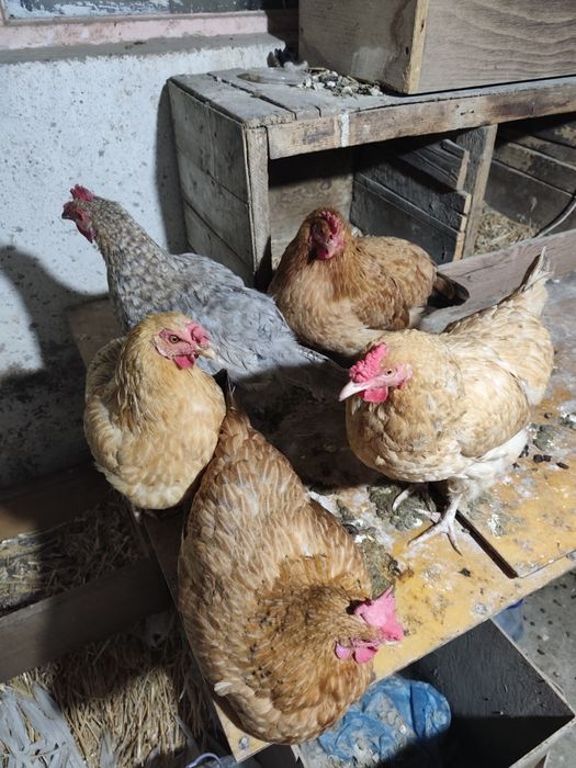 Продаются домашние куры где-то штук 5-6.