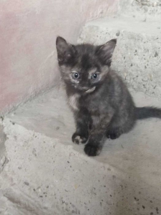 Mushuk bolalari mushukchalar