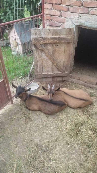 Vând țapii.        .