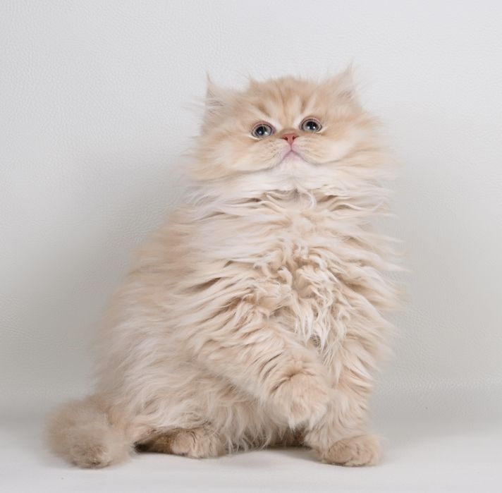 Pisicuța British  Longhair cream cu pedigree