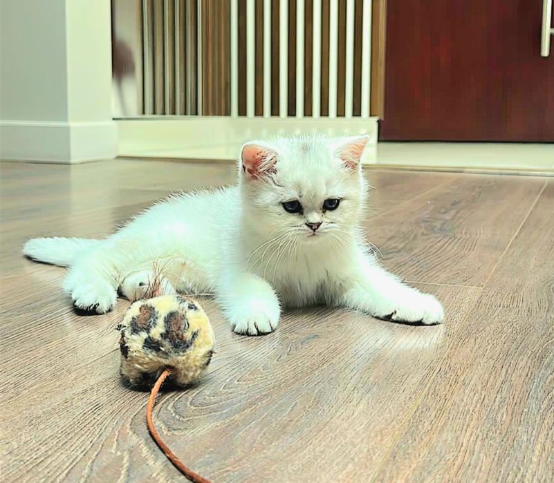 British Shorthair Chinchilla - Pedigree WCF
