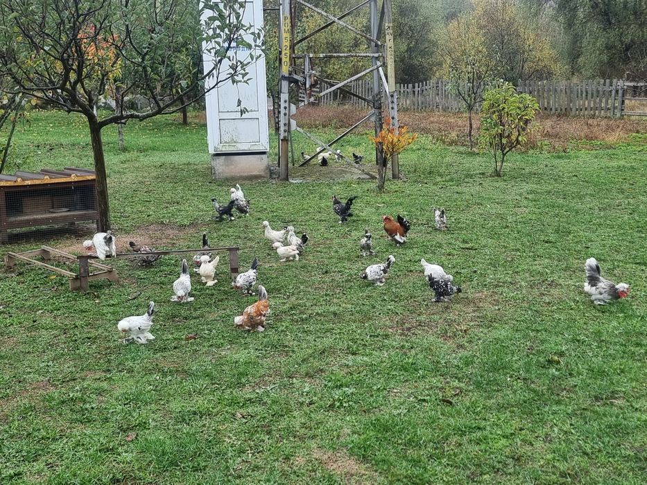 Бреговска джинка