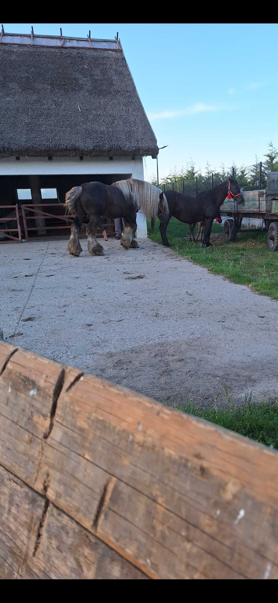 Vand iapa mai veche cu manza