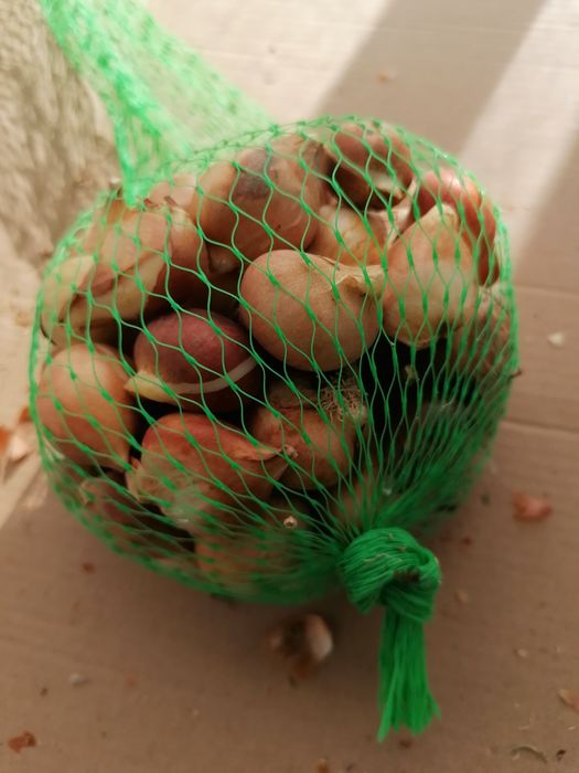 Лалета луковици различни цветове