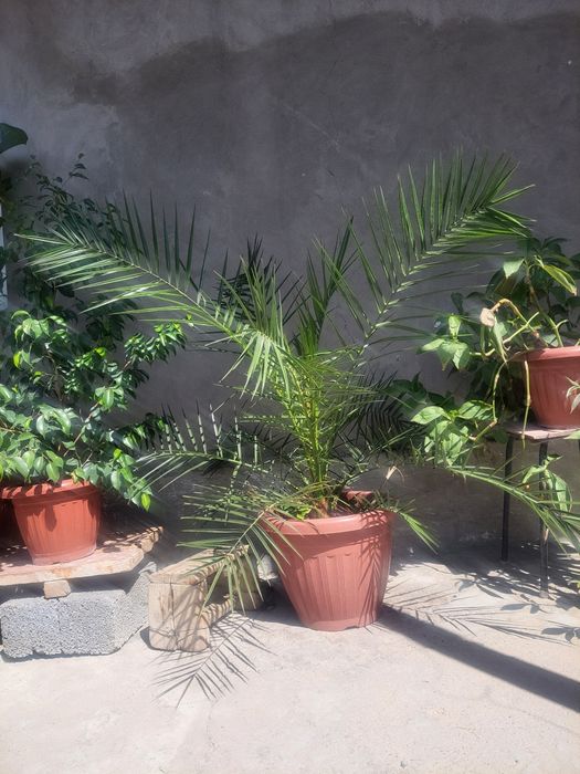 Gul sotiladi. Bo'yi 1.20sm