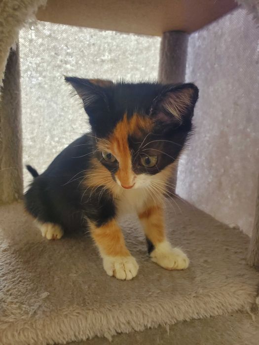 Очарователно момиченце от кафява дреха търси любящ дом