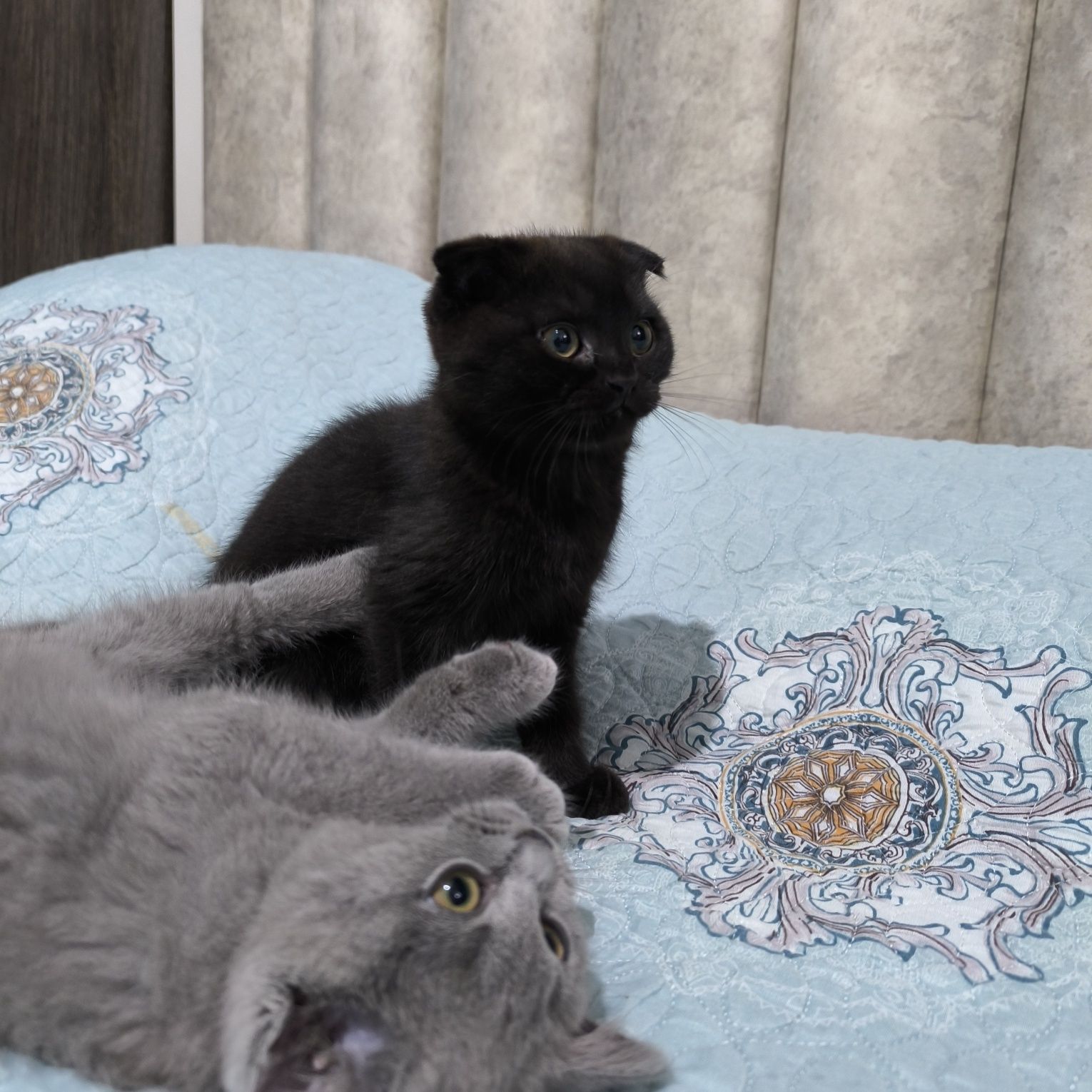 Срочно продётся плюшевый котенок Фолд черно-шоколадного окраса