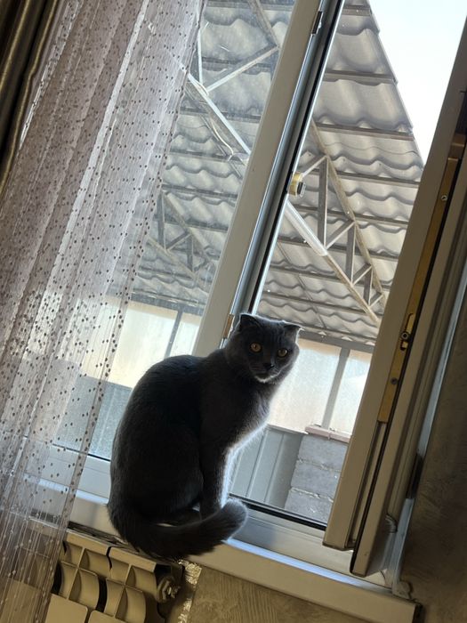 Британский вислоухий кот