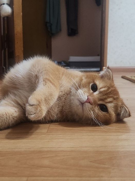 Прадажа кошка С. Фолд