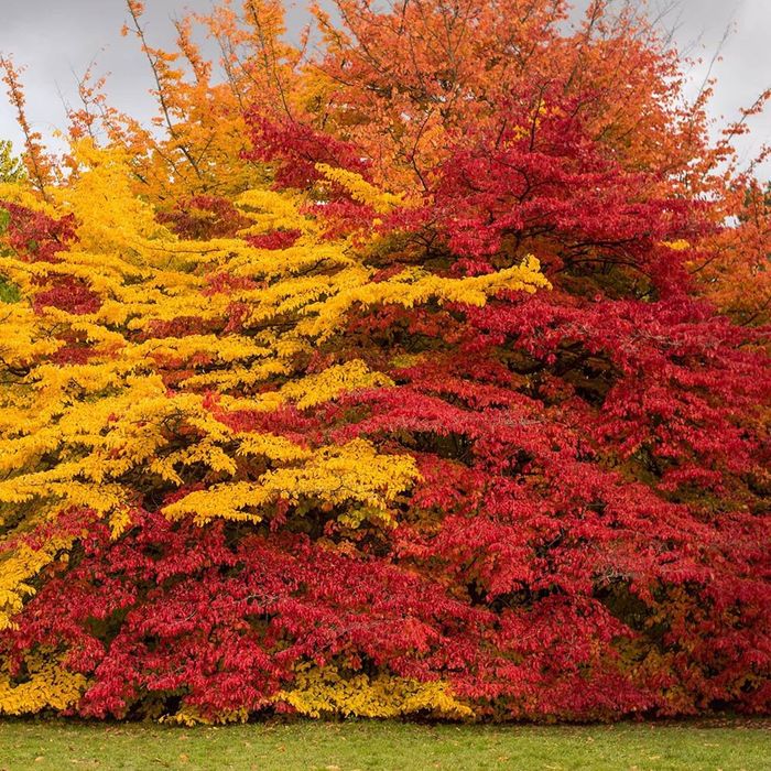Arborele de fier persan