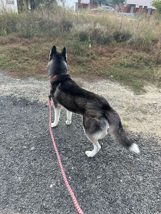 Husky siberian mascul