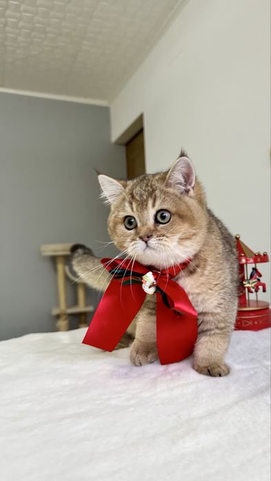 Baietel British Shorthair Chinchilla Gold - cu certificat pedigree !