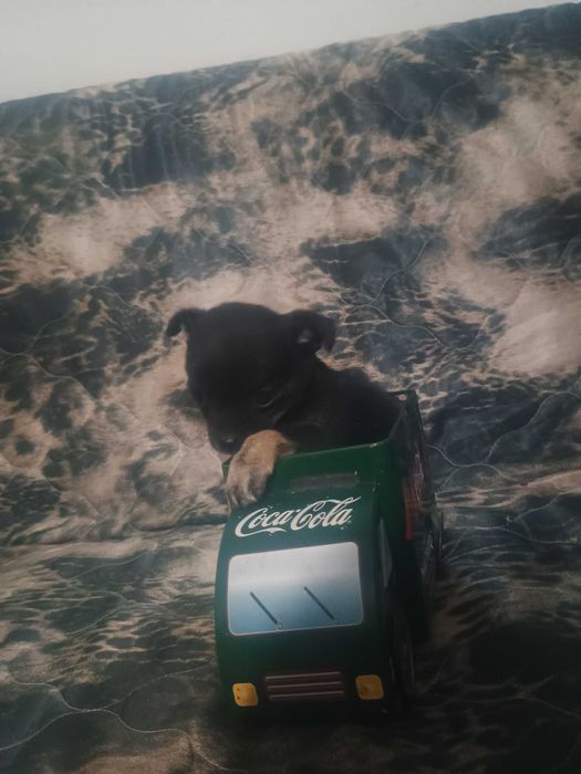 Свободни момчета чухопинчери