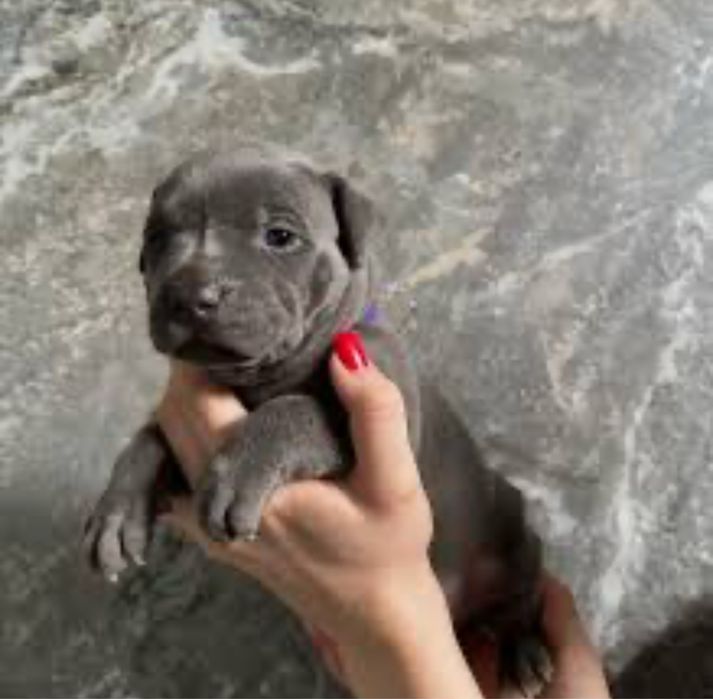 Американский питбуль. 2 месяц. Предположительно XXL. На фото ему 1 мес