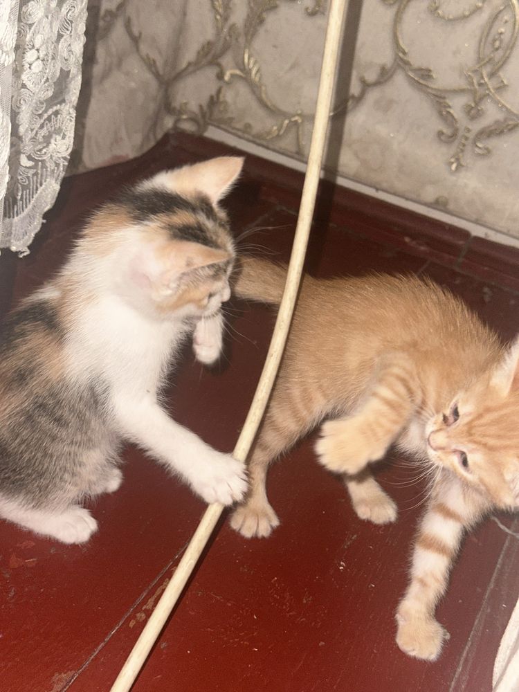 Котенок. Серый, рыжий, и смешанний цвета котята. Не обычным цветом.