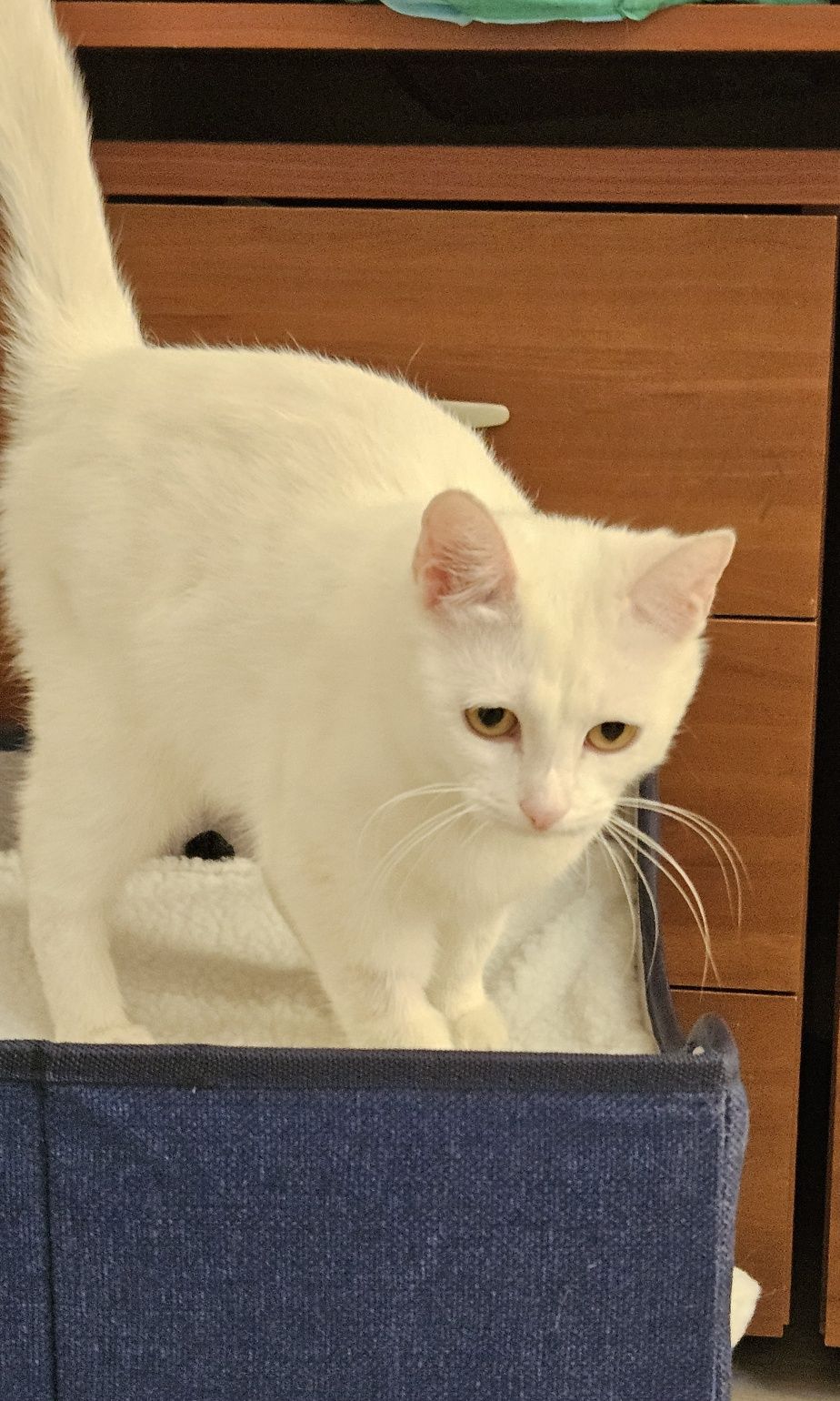 Котенок подросток ищет дом