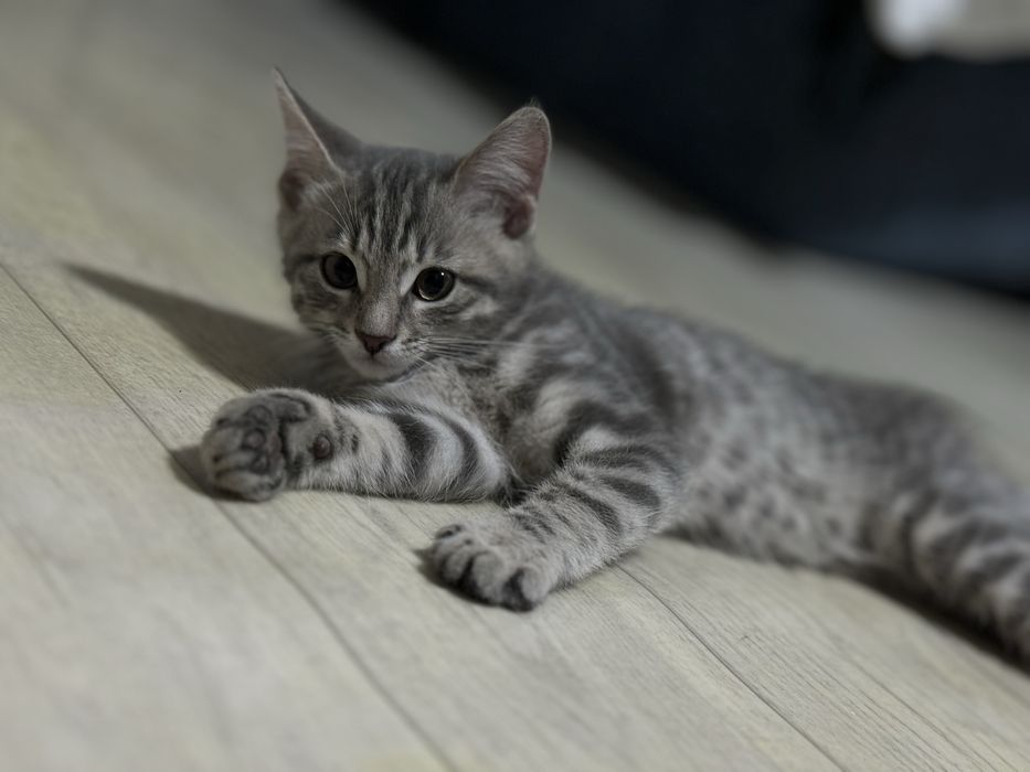 Котенок , мальчик
