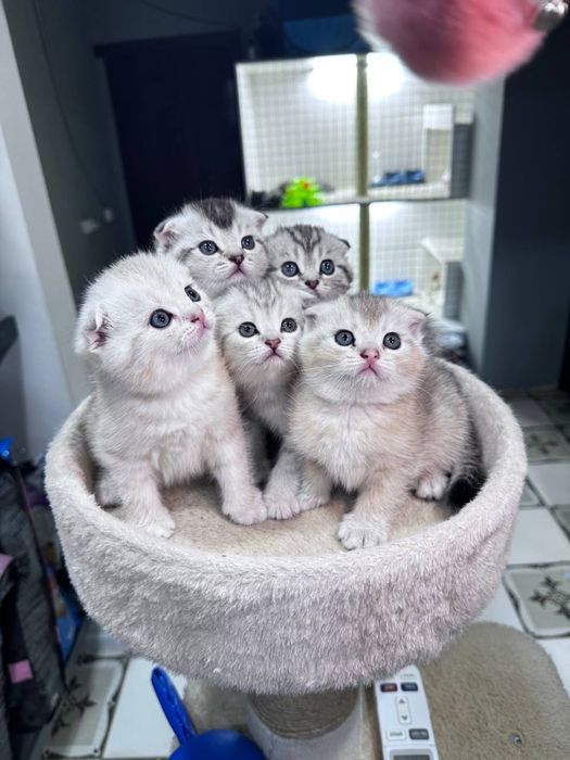 Шотландский фолд [Сотилмайди] Вязка тоза насл!