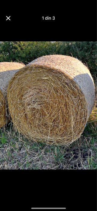 Vand baloti de paie grau