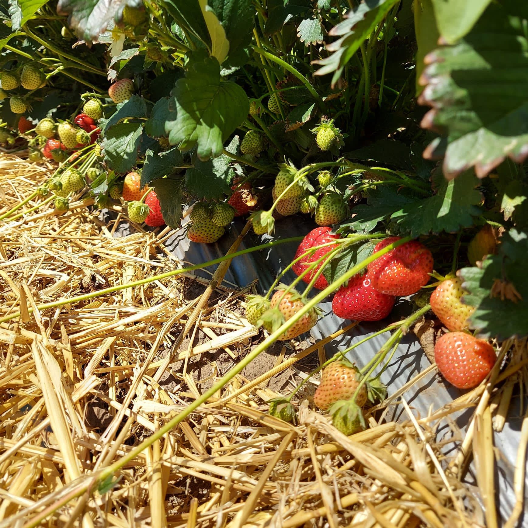 Stoloni căpșuni soiuri remontante Albion dar și diverse soiuri unifere