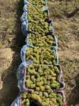 Vand struguri de vin  podgoria vrancea avem cel mai nobile soiurile