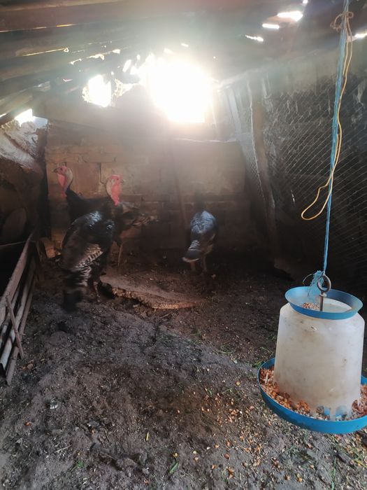 Продавам Домашни Пуйки!