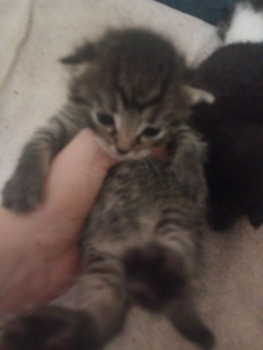 Pui de pisică de 3 săptămâni