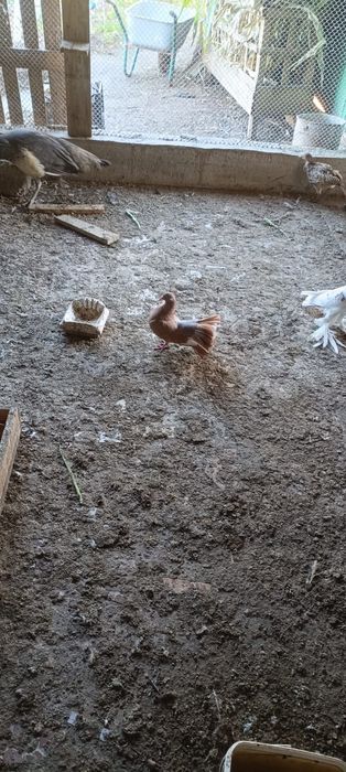 Vând porumbei înfoiați !