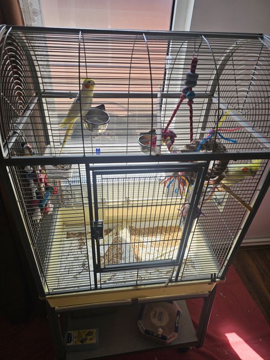 Papagali Nimfe au in jur la 4 ani