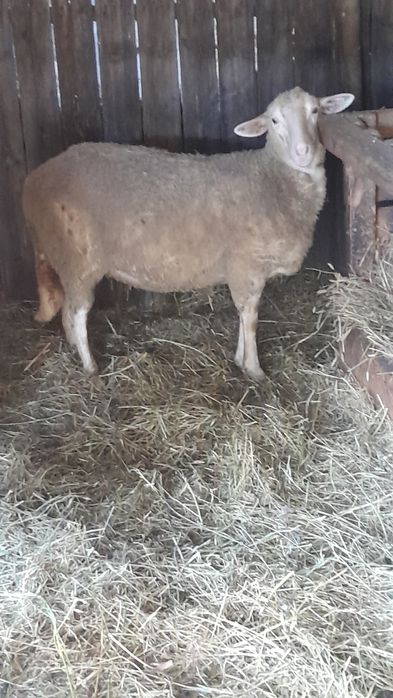 Vând carlani de ținut sau de pastramă