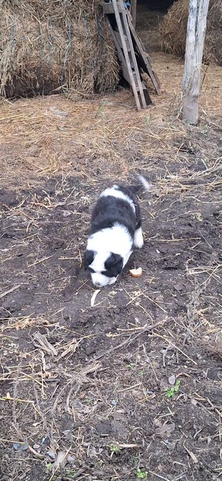 Cățelușa de Bucovina