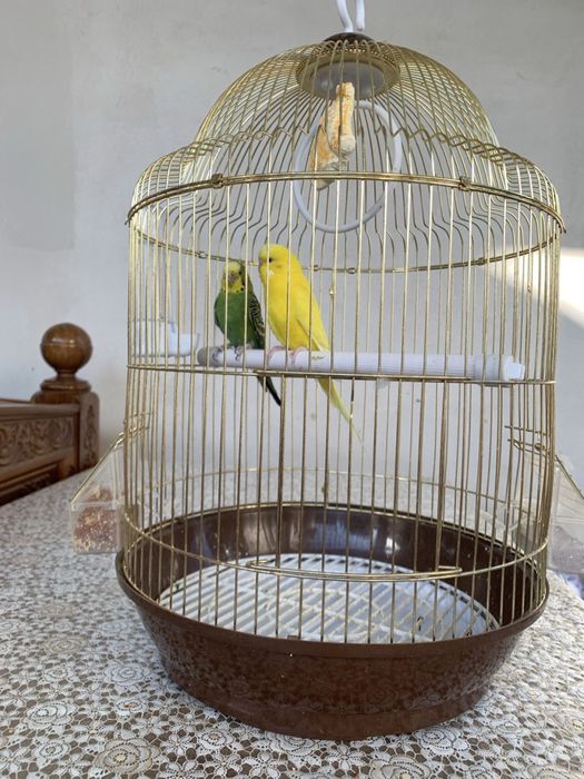 Продаются волнистые попугайи