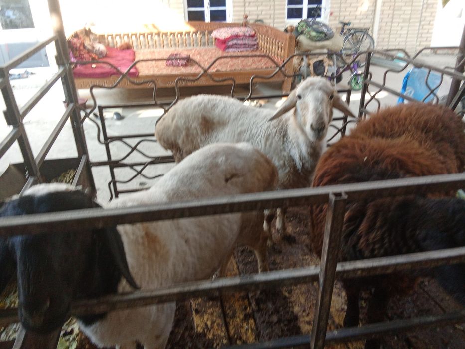 Куй бугоз Хар йил 2 та тугади