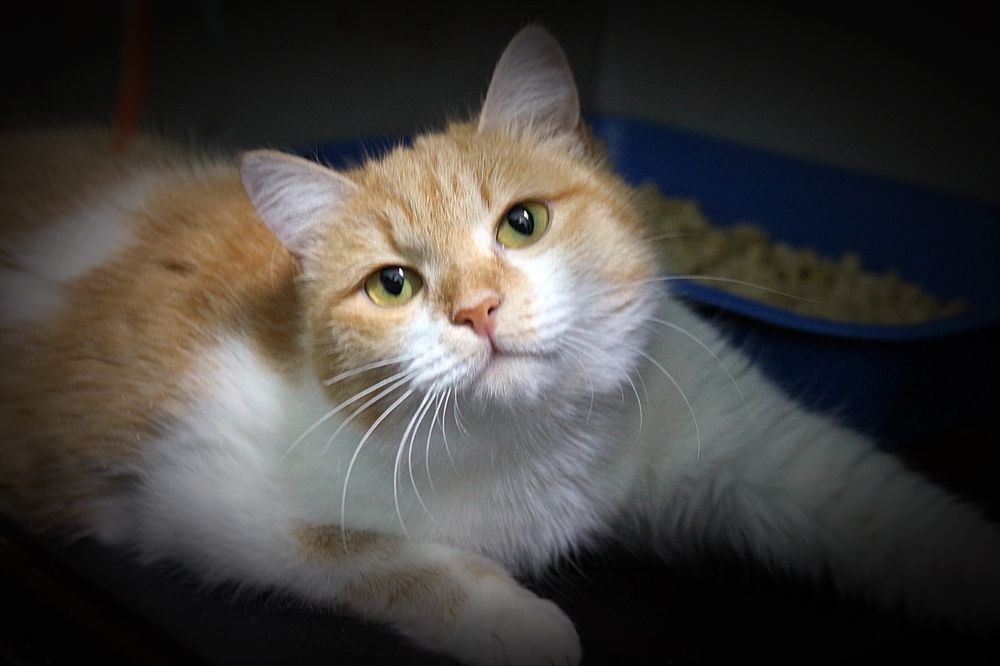 Отдам в добрые руки