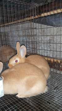 Кролики Бургундия