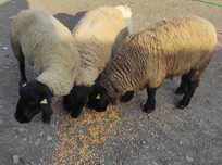 Suffolk de vanzare