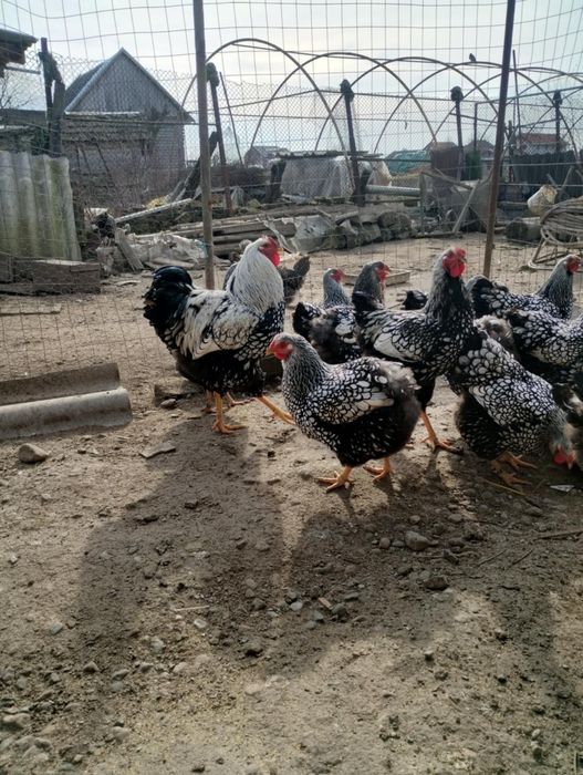 Vand wyandott arghintiu