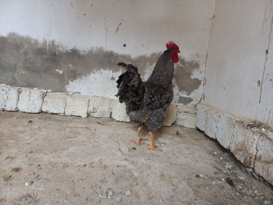 Атештер сатылады